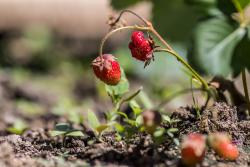 Fraises des bois